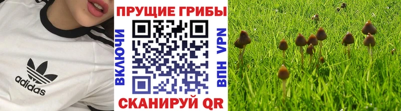 Псилоцибиновые грибы Psilocybine cubensis  Купить где  Шенкурск 